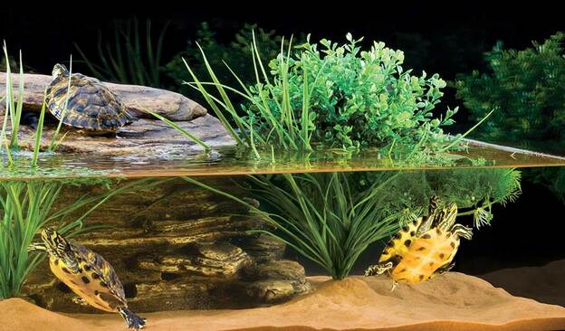 When it's cold, should you put your turtle in water or keep it dry?
