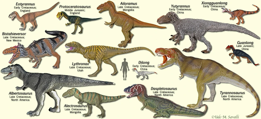 What types of Tyrannosaurus rex are there?