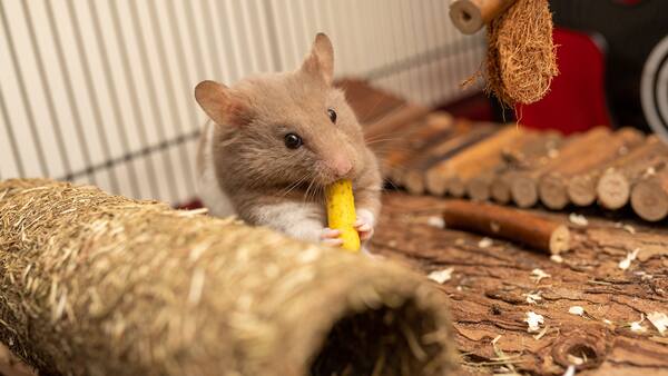 Can hamsters eat pineapple?