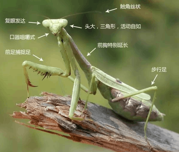 Movement characteristics of mantis