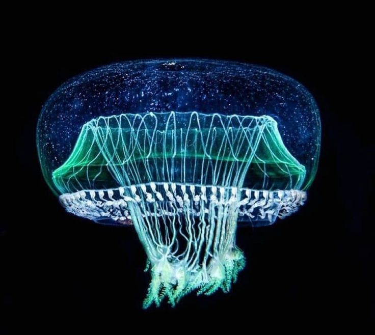 Which jellyfish glows?