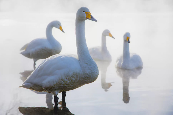 The 10 most beautiful swans in the world