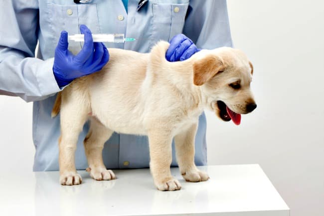 When should puppies get their first vaccine?