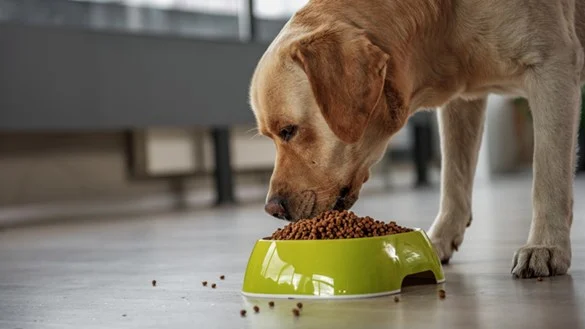 What is cheap and healthy to feed your dog?