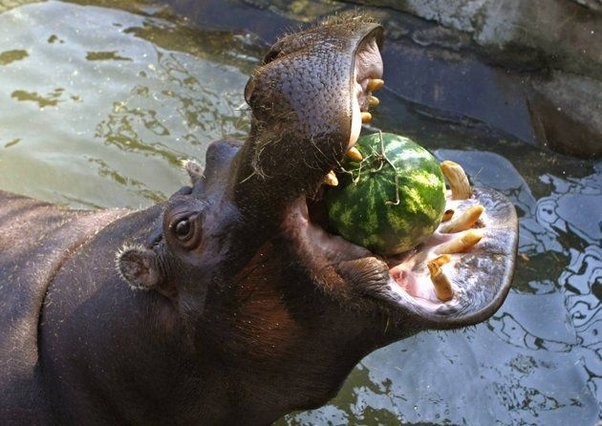 What do hippopotamuses eat?