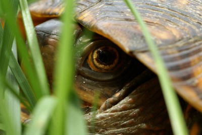 During which months do turtles wake up from hibernation?