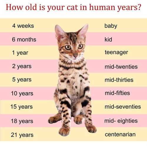 How many years does a cat generally live?