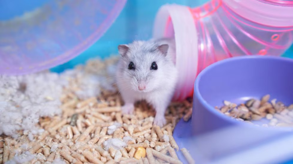 What do you need to prepare for raising a hamster?