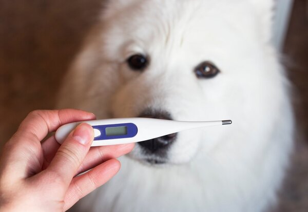 What is the normal temperature of a dog’s body temperature?