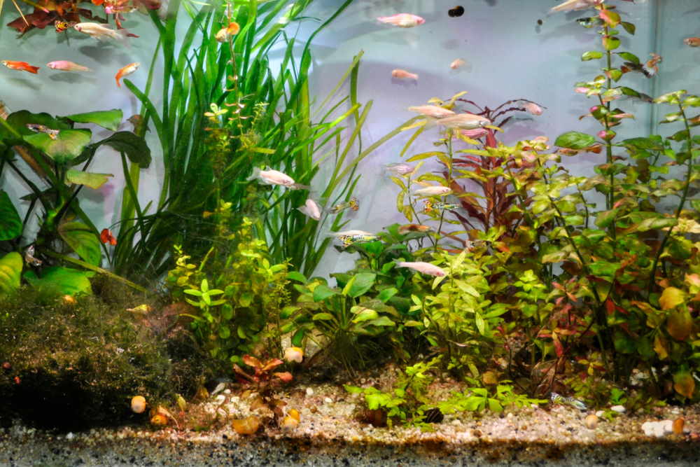 What to raise to clean up fish tank feces