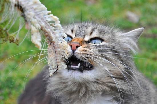 Why don't cats get stuck on fish bones when they eat fish?