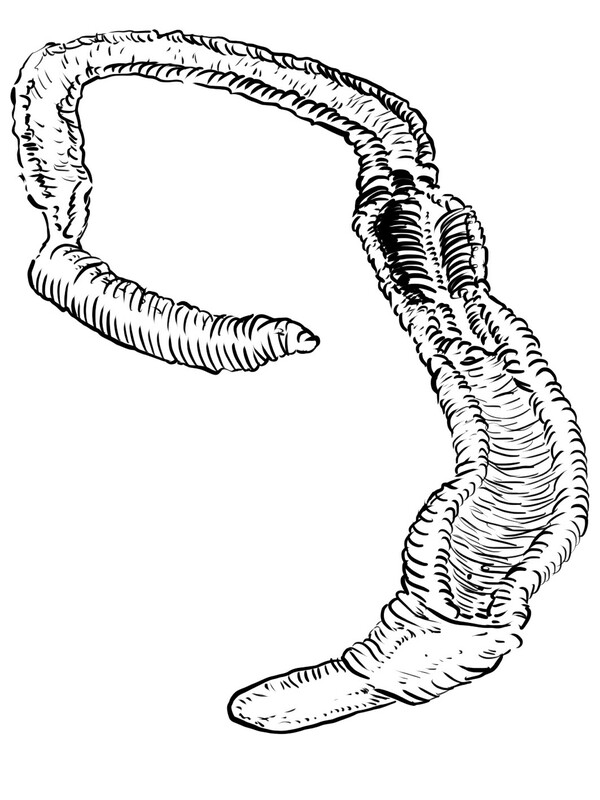 fleshy acornworm