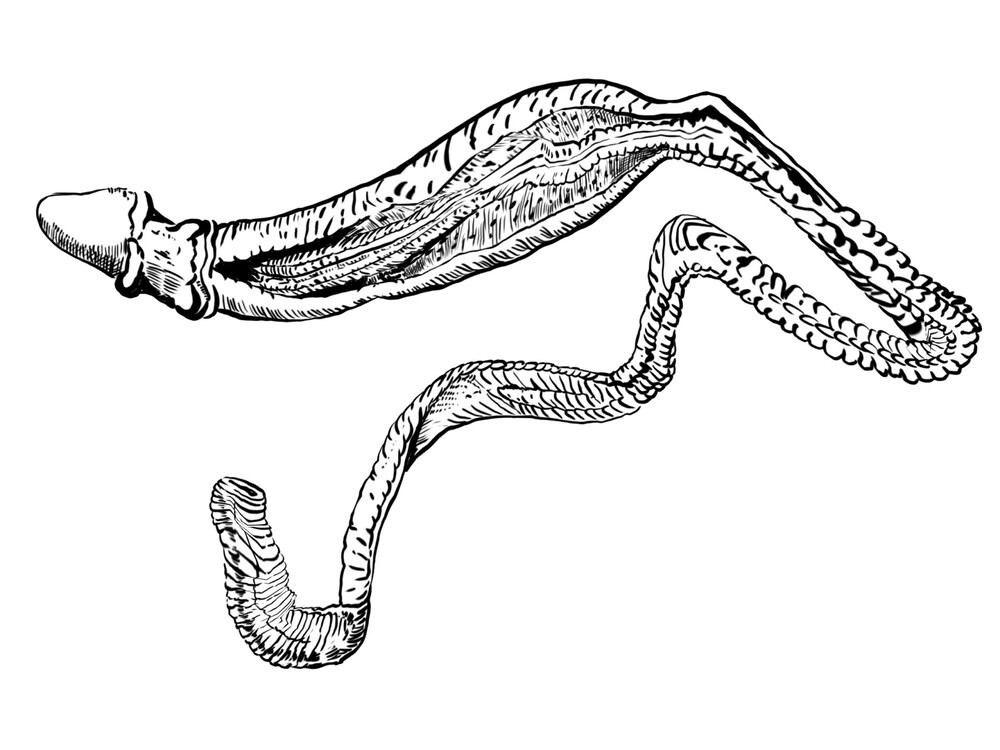 yellow-winged acornworm