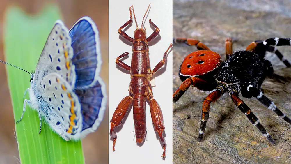 Top 10 Most Valuable Insects