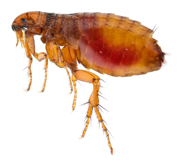 Which of the top 10 household pests gives you the biggest headache?