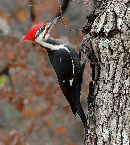 What are some interesting facts about woodpeckers?