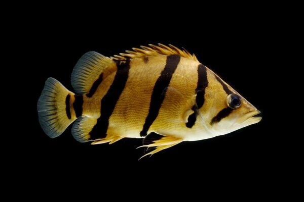 Six beautiful tiger fish