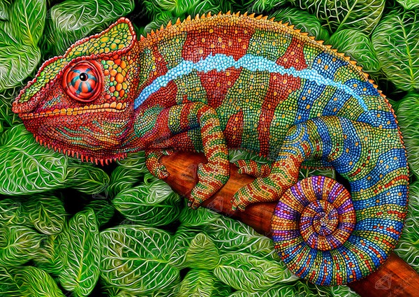 The world's top ten most beautiful chameleons