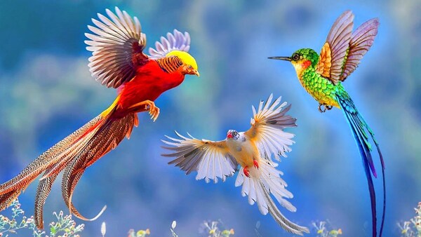 Top ten most beautiful birds in China
