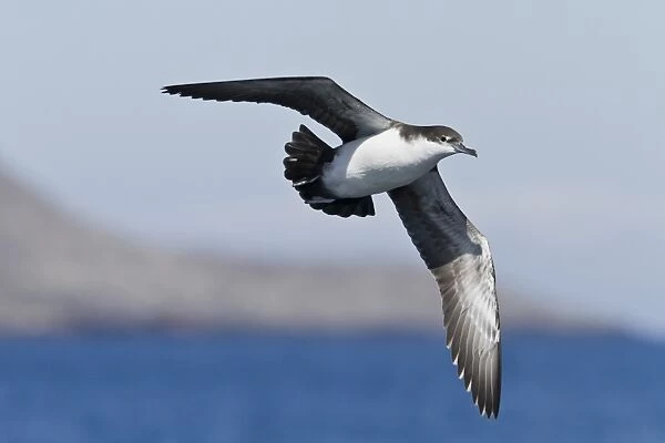 Puffinus subalaris