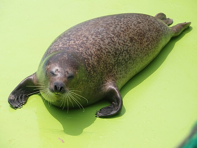 640px-Spotted_Seal2.jpeg