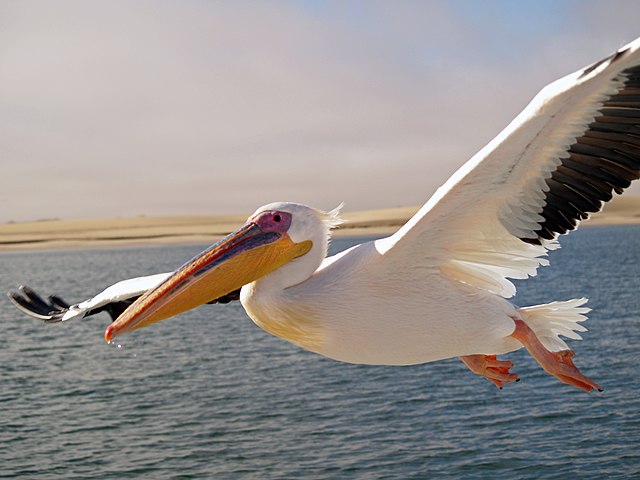 640px-Pelikan_Walvis_Bay.jpg