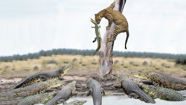 Top10 most ferocious beasts on land