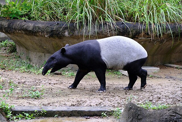 640px-Tapirus_indicus_20230407.jpg