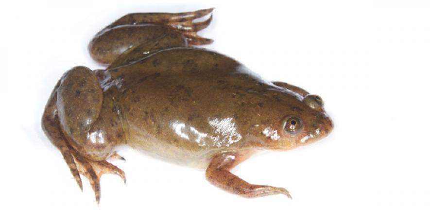 xenopus.jpg