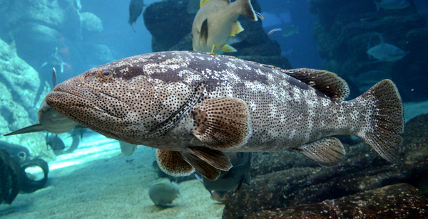 Top 10 Rare Groupers