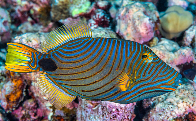 Top 10 Most Beautiful Triggerfish