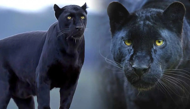 5 Reasons Black Panther Animals Are Endangered Species