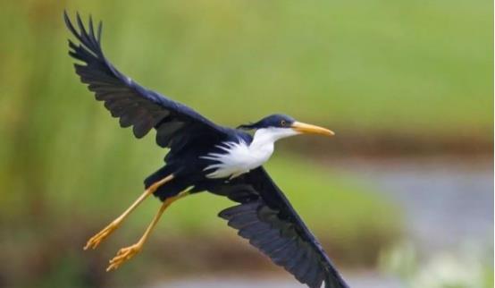 Egretta picata