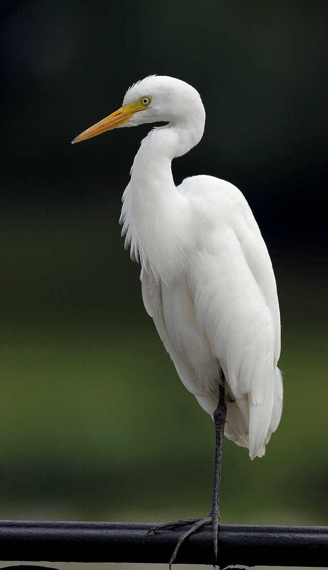 Ardea intermedia