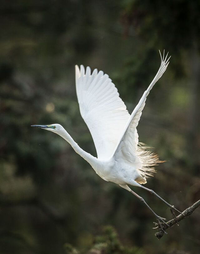 Ardea alba