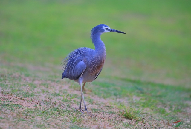 Egretta novaehollandiae