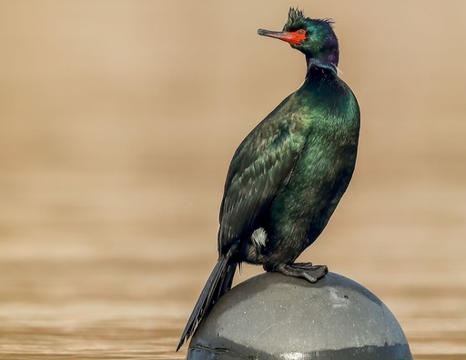 Phalacrocorax urile