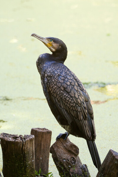 Phalacrocorax carbo