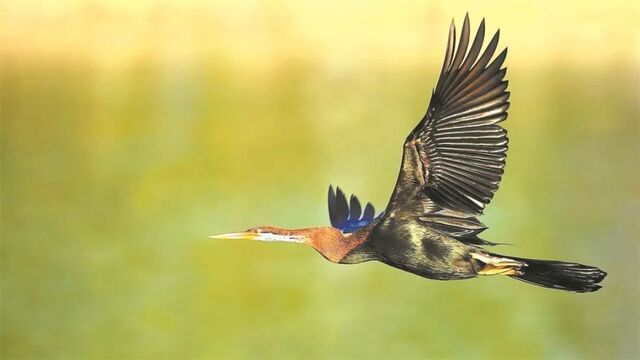 Anhinga melanogaster