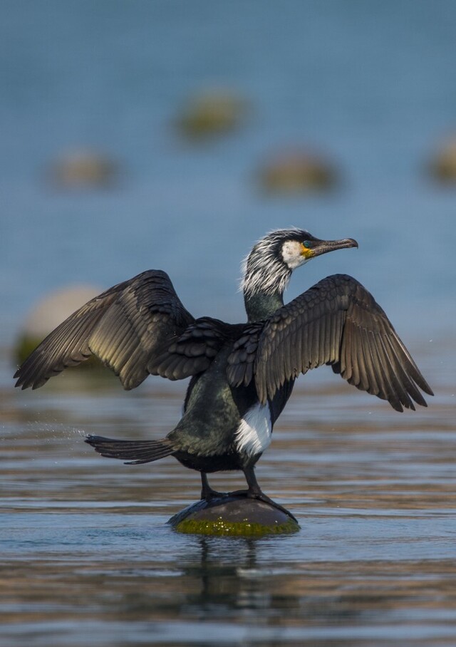 Phalacrocorax capillatus