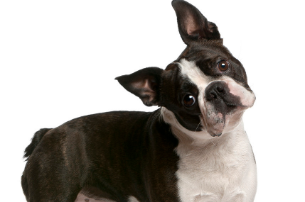 Boston Terrier