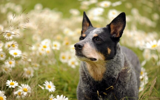 Blue Heeler