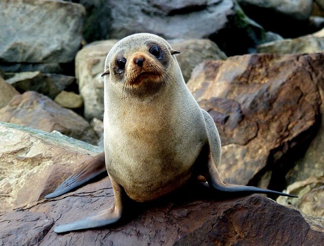 fur seal