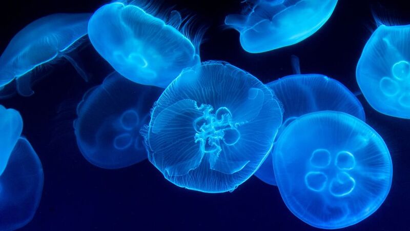 Jelly-Fish-1.jpg