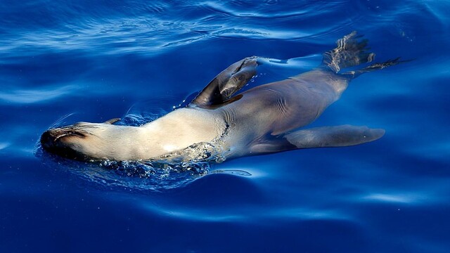 fur-seal-5.jpg