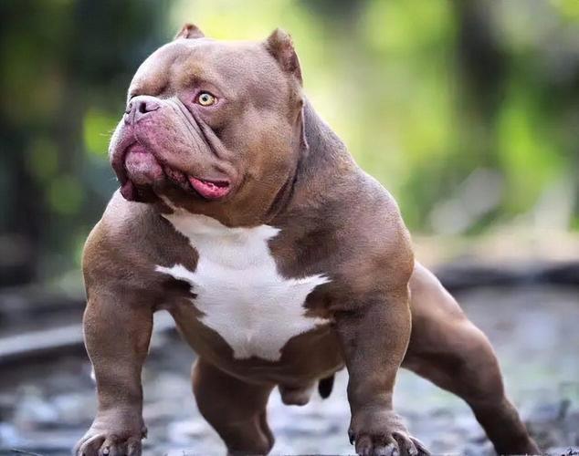 American bully pitbull