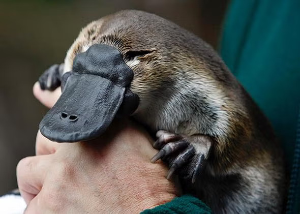  Platypus.jpg