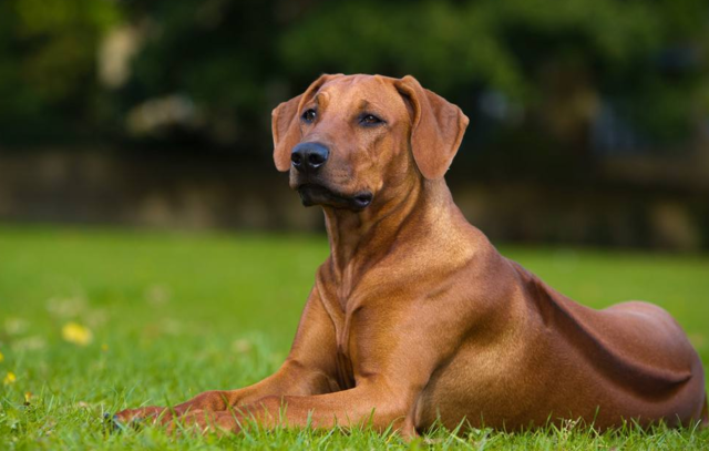 Rhodesian Ridgeback