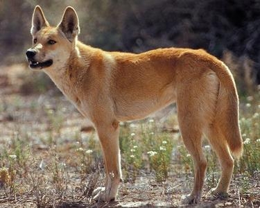 Canis lupus dingo