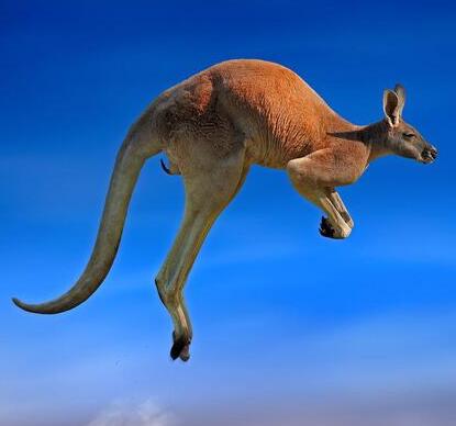 kangaroo